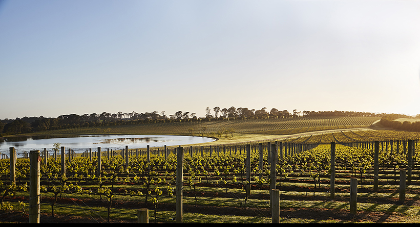 Pt Leo Estate | Halliday Wine Companion